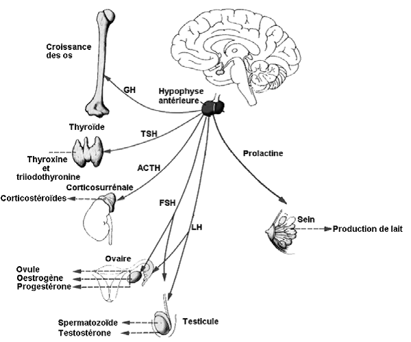 Physiologie animale